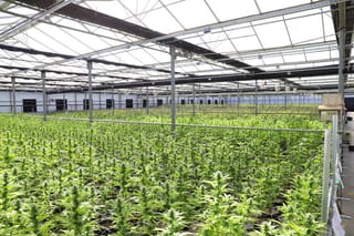 From Near-Collapse to £8m Revenue: What Northern Leaf's Revival Tells Us