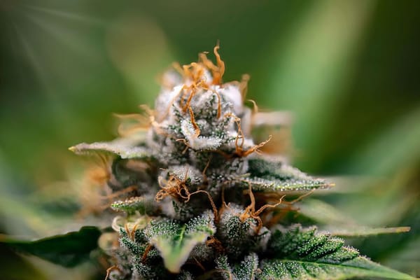 Beyond THC and CBD: The Minor Cannabinoids Waiting for Their Moment