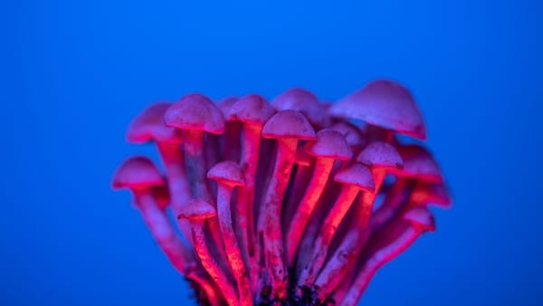 What Happens When Psilocybin Gets Regulated? Oregon's First Real-World Results