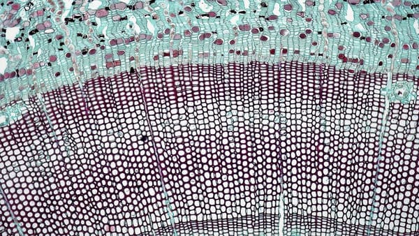 Why Psychedelics Make Everything Feel Connected: A Neuron-Level Answer
